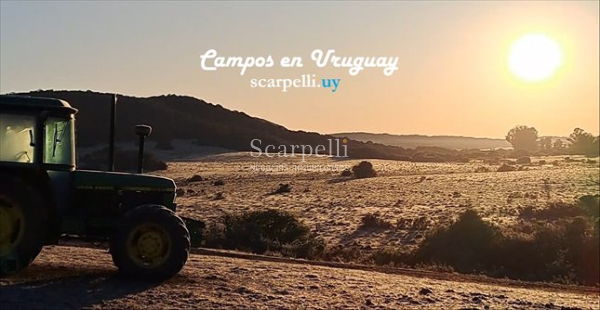 Campo Ref.60 - Venta Campo Ganadero Artigas Proximo Bella Union 320 Hás