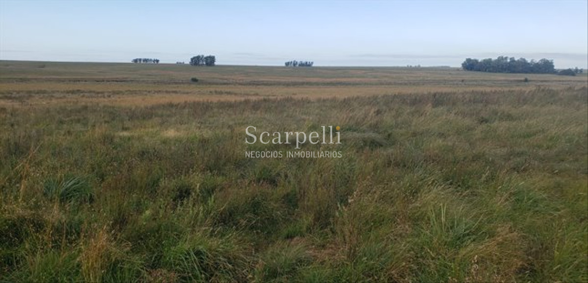 Campo Ref.66 - VENTA CAMPO ARTIGAS GANADERO INSTALACIONES BALTASAR BRUM