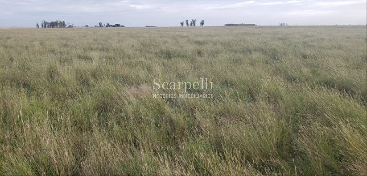 Campo Ref.66 - VENTA CAMPO ARTIGAS GANADERO INSTALACIONES BALTASAR BRUM