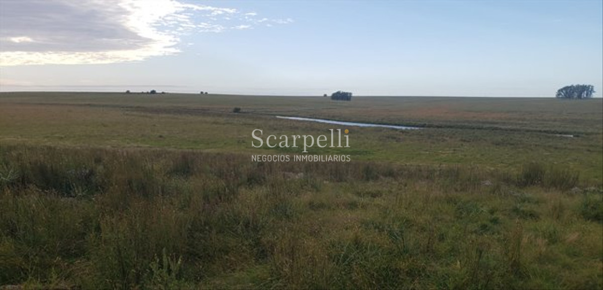 Campo Ref.66 - VENTA CAMPO ARTIGAS GANADERO INSTALACIONES BALTASAR BRUM