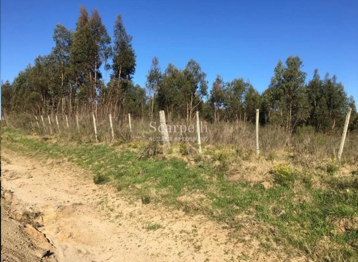 Campo Ref.26690 - Campo 22 hás prox. Ruta 7  lindero a Casupá Florida.-