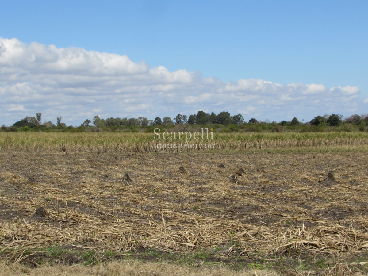 Campo Ref.32291 - Artigas Bella Unión Exclusiva Chacra 11 hás a mts. del Río Uruguay y Frente al Futuro Puente Monte Caseros / Bella Unión