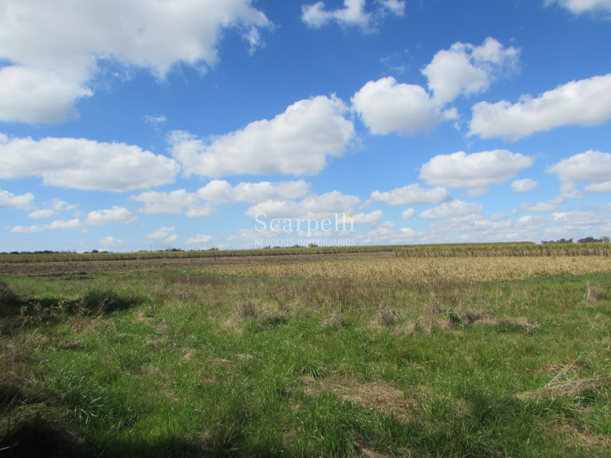 Campo Ref.32291 - Artigas Bella Unión Exclusiva Chacra 11 hás a mts. del Río Uruguay y Frente al Futuro Puente Monte Caseros / Bella Unión