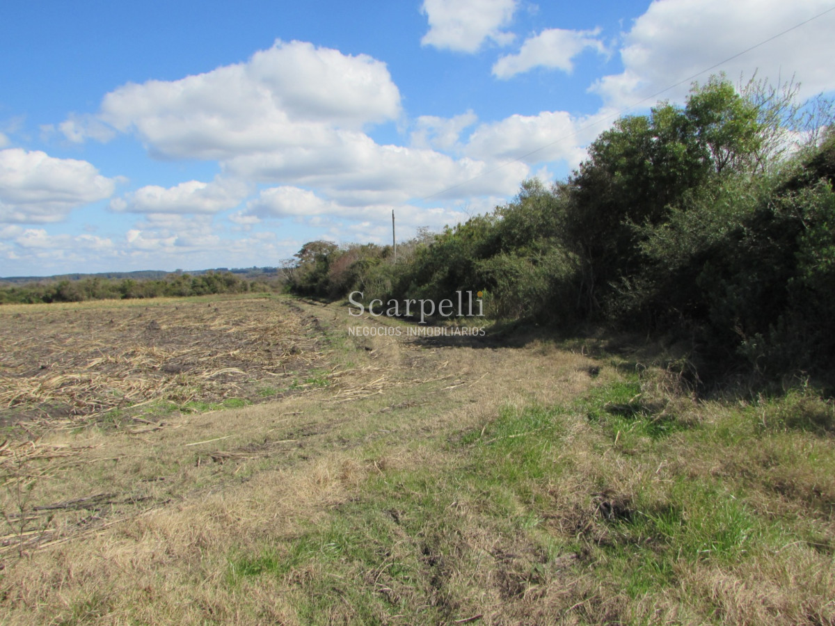 Campo Ref.32291 - Artigas Bella Unión Exclusiva Chacra 11 hás a mts. del Río Uruguay y Frente al Futuro Puente Monte Caseros / Bella Unión