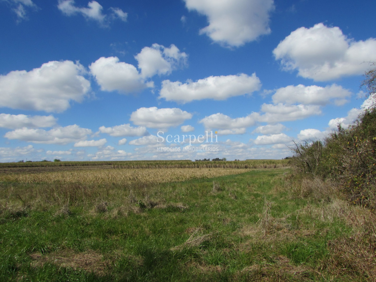 Campo Ref.32291 - Artigas Bella Unión Exclusiva Chacra 11 hás a mts. del Río Uruguay y Frente al Futuro Puente Monte Caseros / Bella Unión
