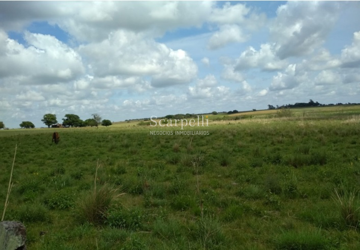 Campo Ref.32795 - VENTA CAMPO BELLA UNION ARTIGAS