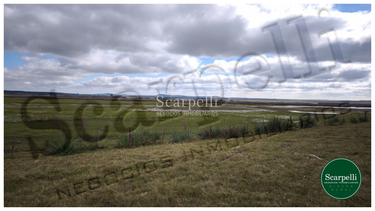 Campo Ref.50474 - VENTA CAMPO RIVERA 86 Hás Costa Rio Tacuarembó Ideal Cultivos Húmedos Arroz Soja etc.