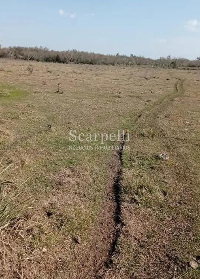 Campo Ref.50474 - VENTA CAMPO RIVERA 86 Hás Costa Rio Tacuarembó Ideal Cultivos Húmedos Arroz Soja etc.