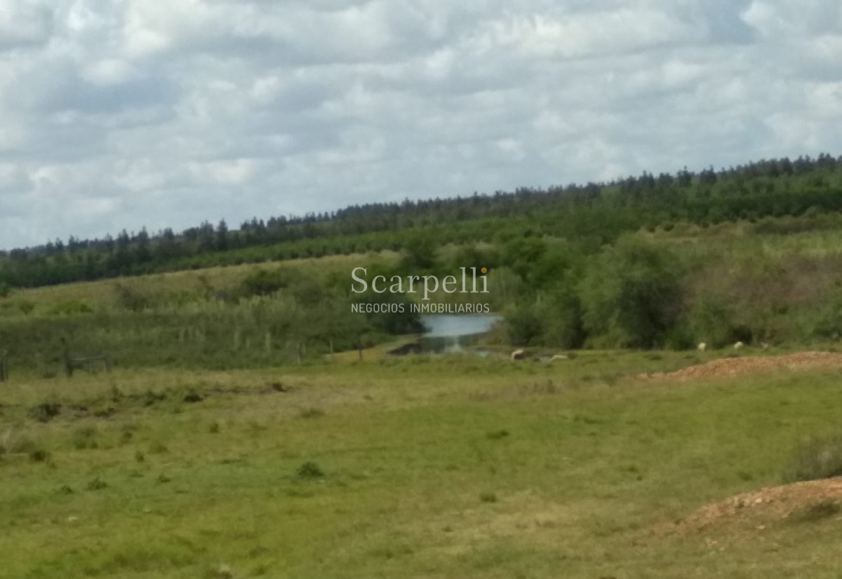 Campo Ref.34048 - ARTIGAS VENTA CAMPO 320 Hás  Próximo Bella Union