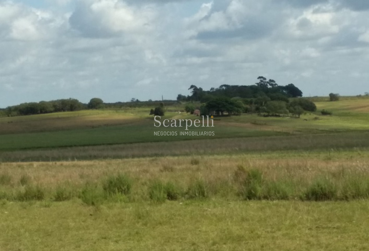 Campo Ref.34048 - ARTIGAS VENTA CAMPO 320 Hás  Próximo Bella Union
