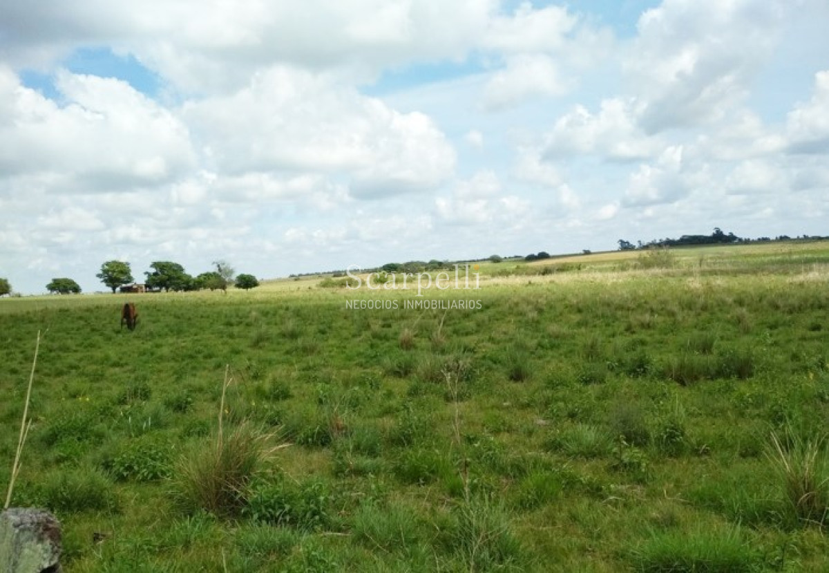 Campo Ref.34048 - ARTIGAS VENTA CAMPO 320 Hás  Próximo Bella Union