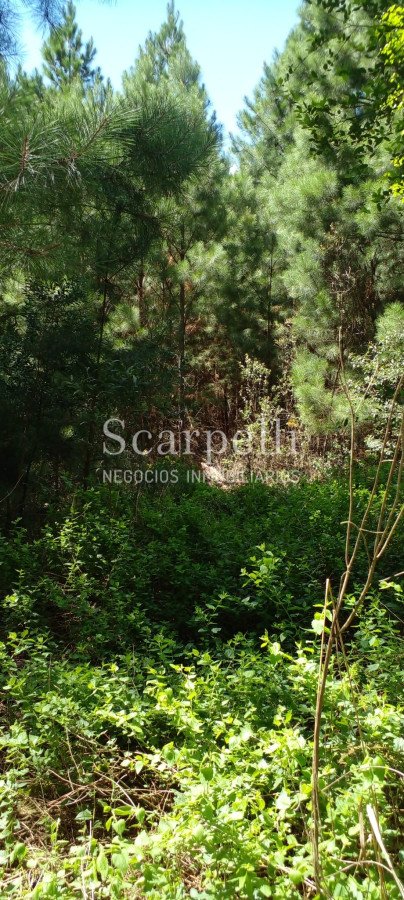 Campo Ref.34841 - VENTA CAMPO CERRO LARGO PROXIMO A MELO
