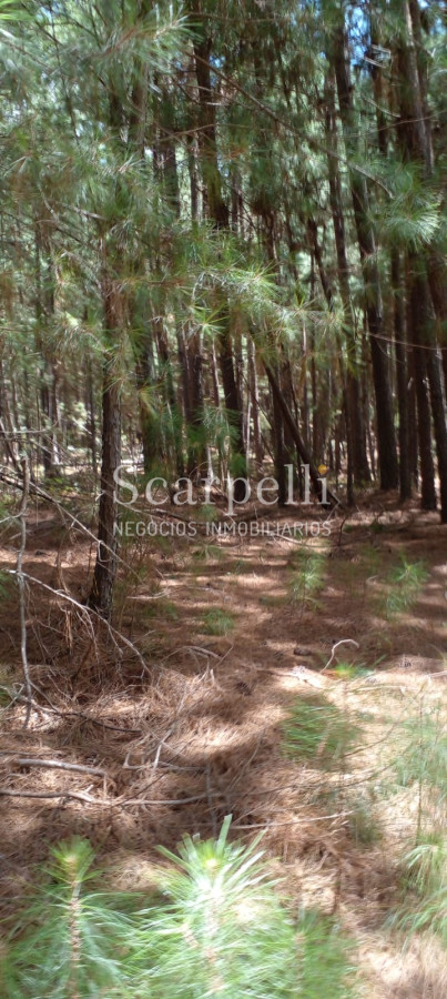 Campo Ref.34841 - VENTA CAMPO CERRO LARGO PROXIMO A MELO