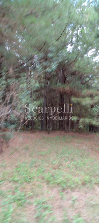 Campo Ref.34841 - VENTA CAMPO CERRO LARGO PROXIMO A MELO