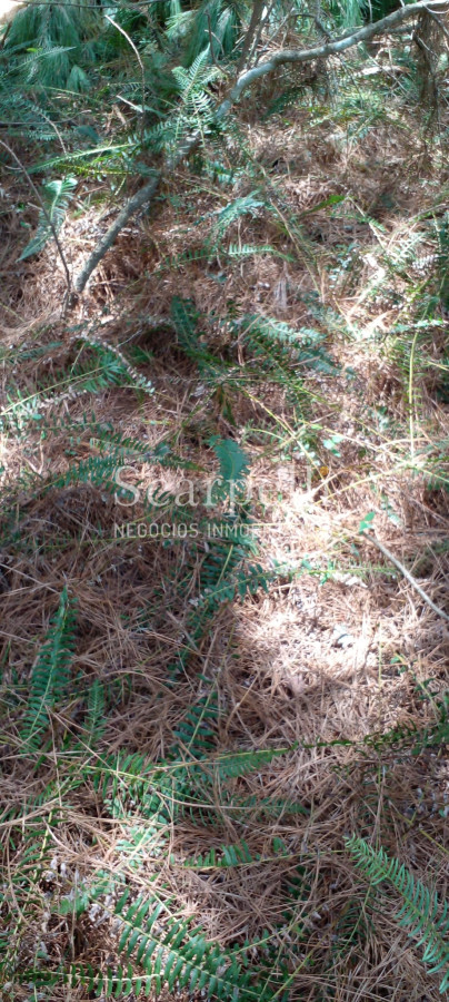 Campo Ref.34841 - VENTA CAMPO CERRO LARGO PROXIMO A MELO