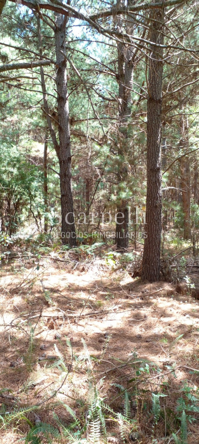 Campo Ref.34841 - VENTA CAMPO CERRO LARGO PROXIMO A MELO