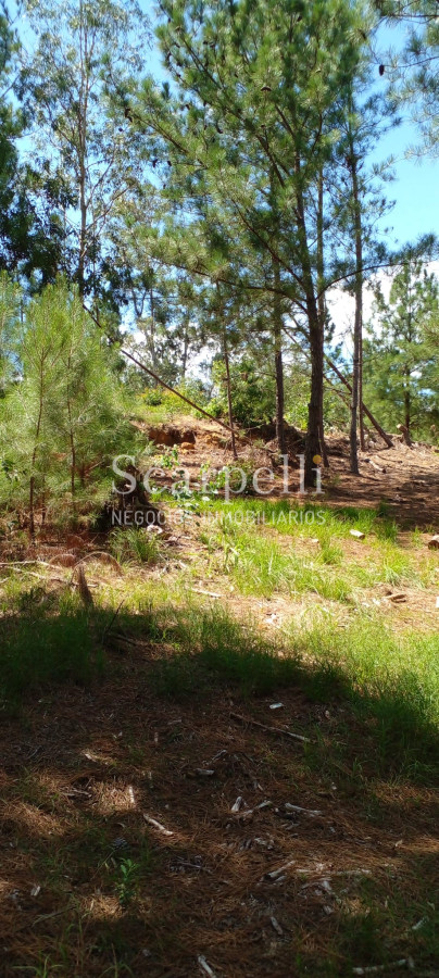Campo Ref.34841 - VENTA CAMPO CERRO LARGO PROXIMO A MELO