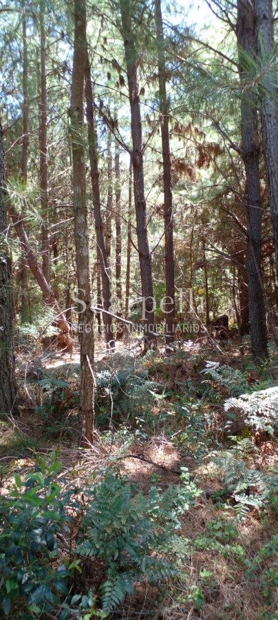 Campo Ref.34841 - VENTA CAMPO CERRO LARGO PROXIMO A MELO