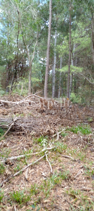 Campo Ref.34841 - VENTA CAMPO CERRO LARGO PROXIMO A MELO