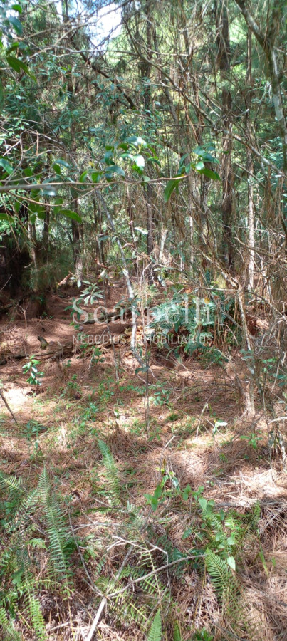 Campo Ref.34841 - VENTA CAMPO CERRO LARGO PROXIMO A MELO