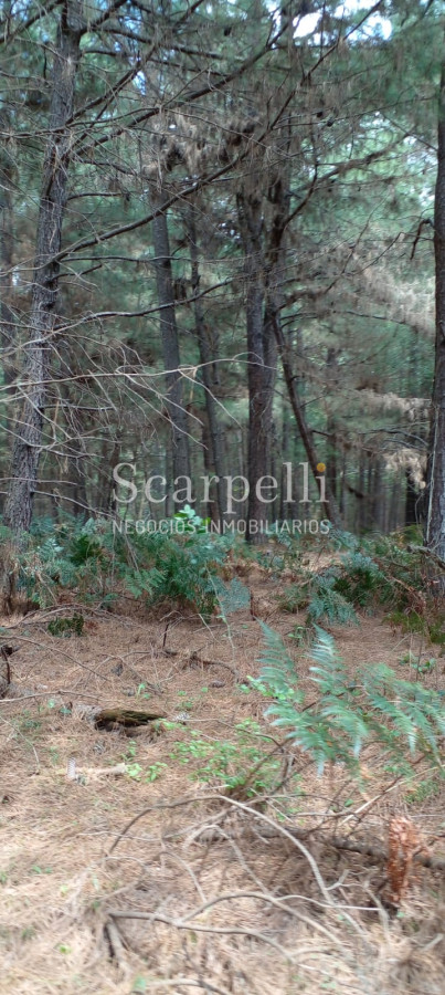 Campo Ref.34841 - VENTA CAMPO CERRO LARGO PROXIMO A MELO