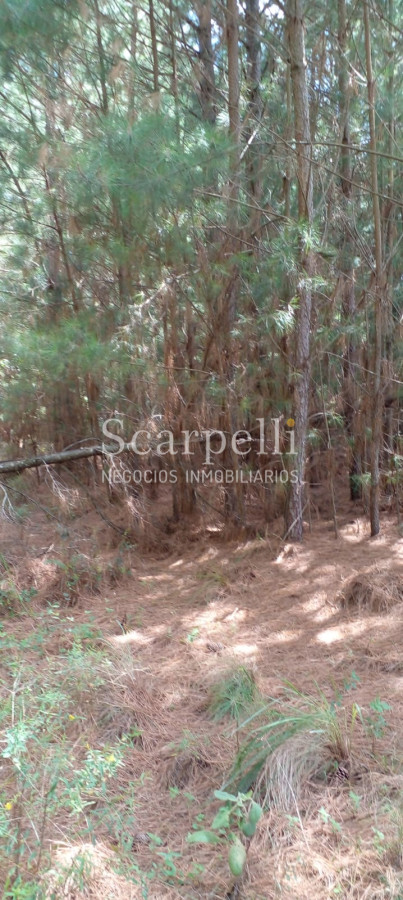 Campo Ref.34841 - VENTA CAMPO CERRO LARGO PROXIMO A MELO