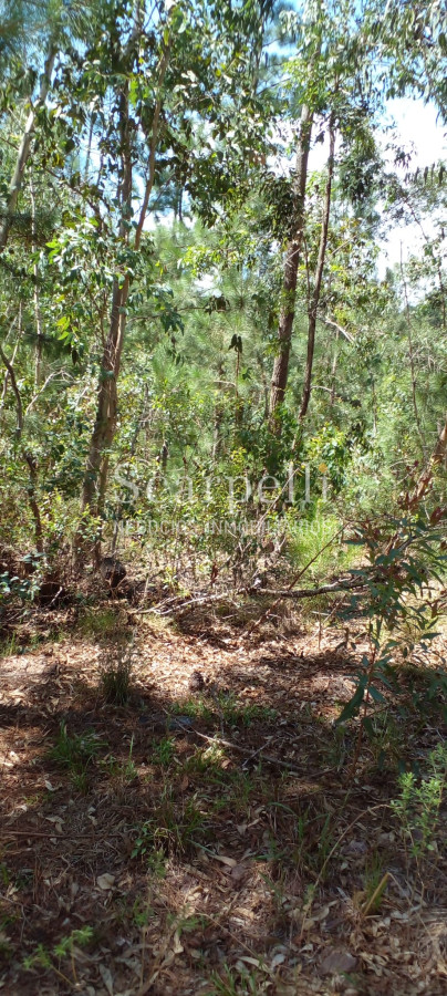 Campo Ref.34841 - VENTA CAMPO CERRO LARGO PROXIMO A MELO