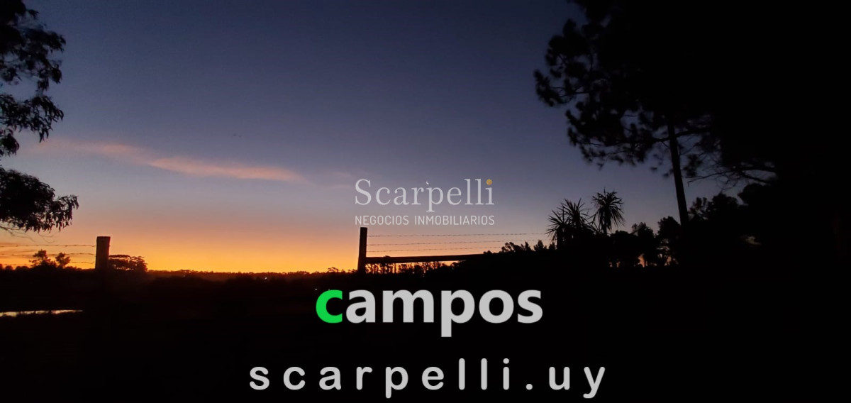 Campo Ref.35740 - VENTA CAMPO ARTIGAS EN LÍMITE CON SALTO MUY PRÓXIMO TERMAS DEL ARAPEY