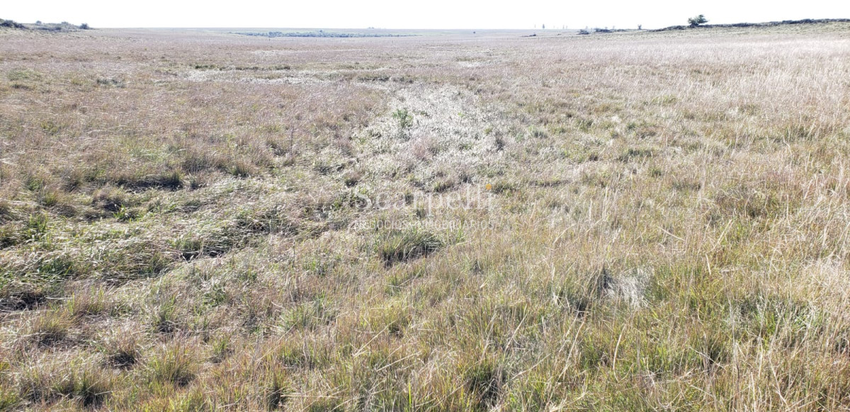 Campo Ref.35740 - VENTA CAMPO ARTIGAS EN LÍMITE CON SALTO MUY PRÓXIMO TERMAS DEL ARAPEY