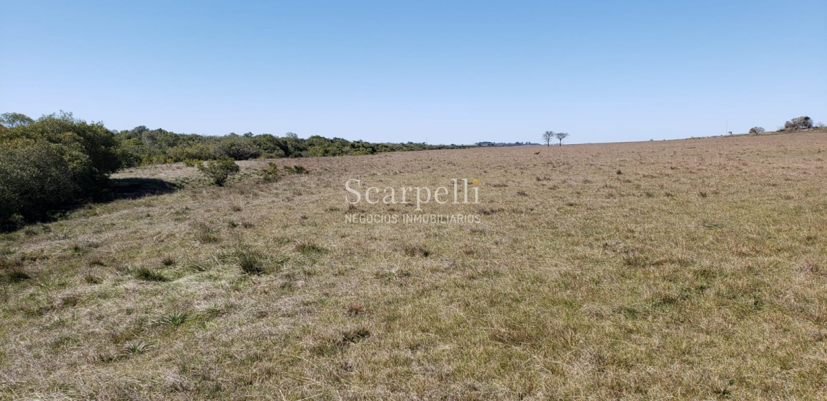 Campo Ref.35740 - VENTA CAMPO ARTIGAS EN LÍMITE CON SALTO MUY PRÓXIMO TERMAS DEL ARAPEY