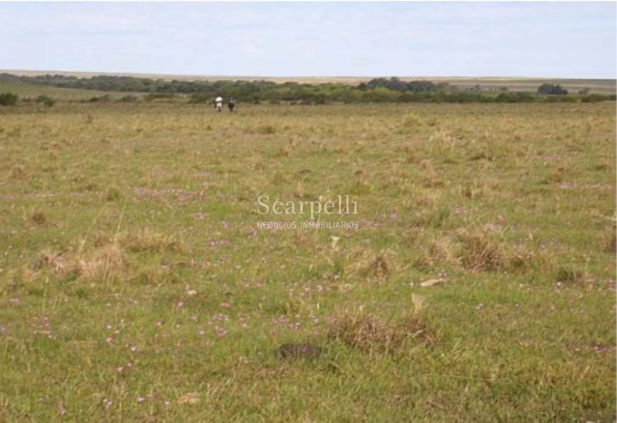 Campo Ref.39420 - VENTA CAMPO ARTIGAS MUY PROLIJO Y COMPLETO PARA TRABAJARLO