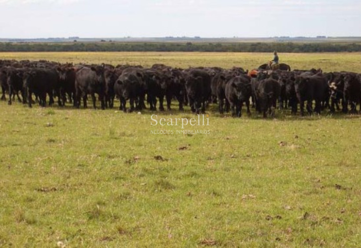 Campo Ref.39420 - VENTA CAMPO ARTIGAS MUY PROLIJO Y COMPLETO PARA TRABAJARLO