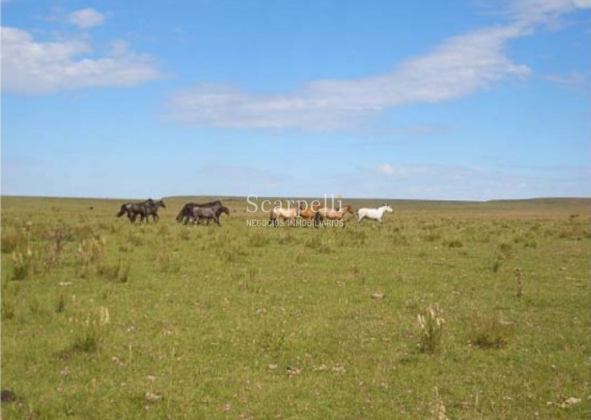 Campo Ref.39420 - VENTA CAMPO ARTIGAS MUY PROLIJO Y COMPLETO PARA TRABAJARLO