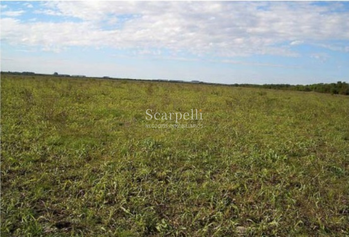 Campo Ref.39420 - VENTA CAMPO ARTIGAS MUY PROLIJO Y COMPLETO PARA TRABAJARLO