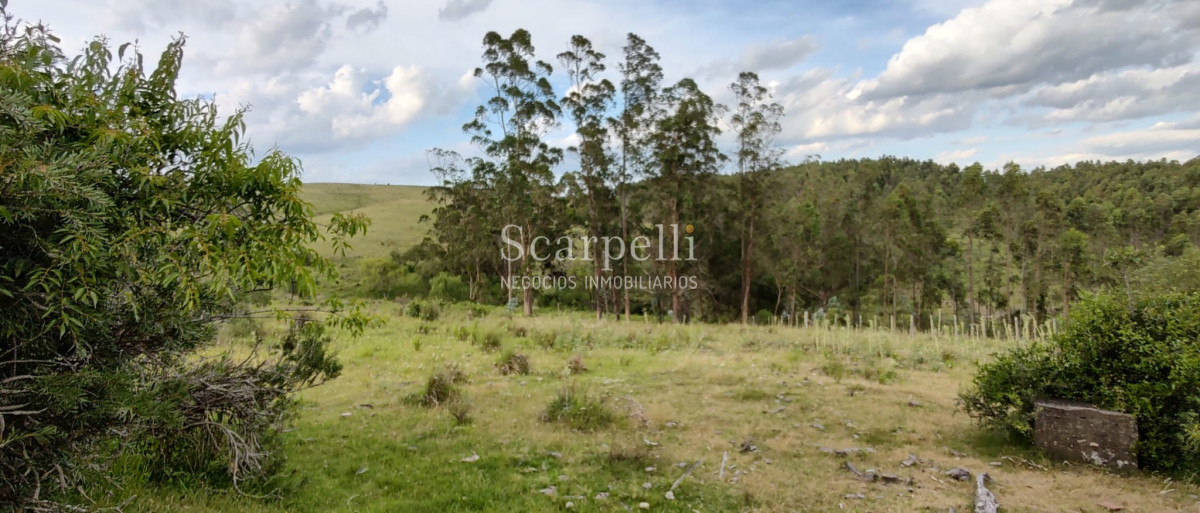 Campo Ref.40710 - VENTA CAMPO ROCHA PROXIMO LAGUNA DE CASTILLOS ENTRE 19 DE ABRIL Y CIUDAD DE CASTILLOS