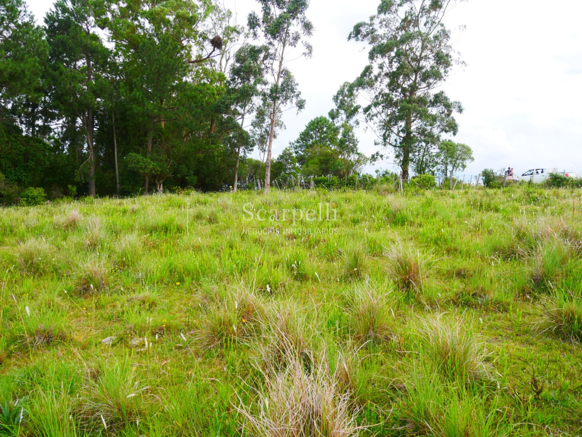 Campo Ref.40710 - VENTA CAMPO ROCHA PROXIMO LAGUNA DE CASTILLOS ENTRE 19 DE ABRIL Y CIUDAD DE CASTILLOS