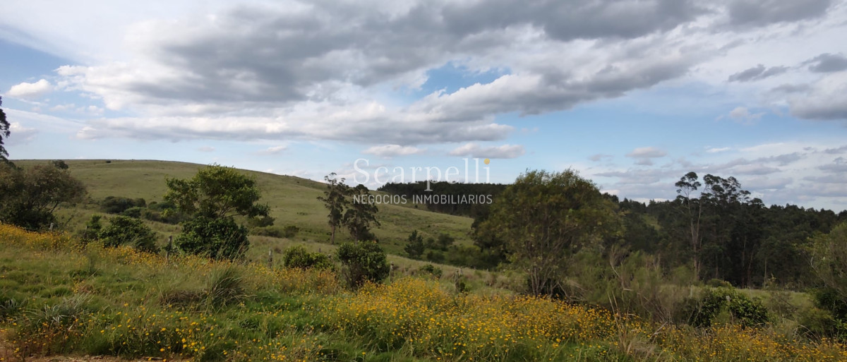 Campo Ref.40710 - VENTA CAMPO ROCHA PROXIMO LAGUNA DE CASTILLOS ENTRE 19 DE ABRIL Y CIUDAD DE CASTILLOS