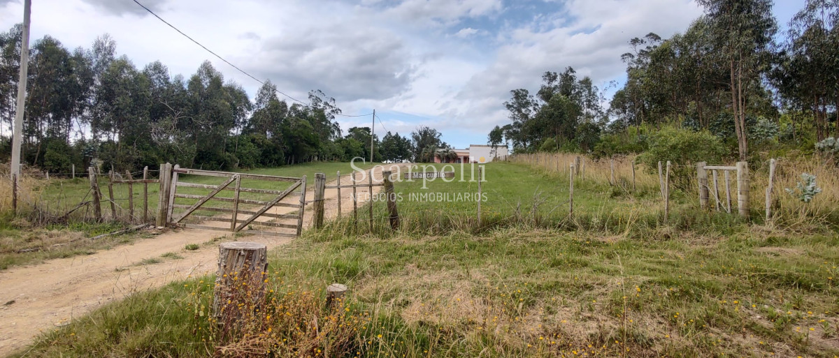 Campo Ref.40710 - VENTA CAMPO ROCHA PROXIMO LAGUNA DE CASTILLOS ENTRE 19 DE ABRIL Y CIUDAD DE CASTILLOS
