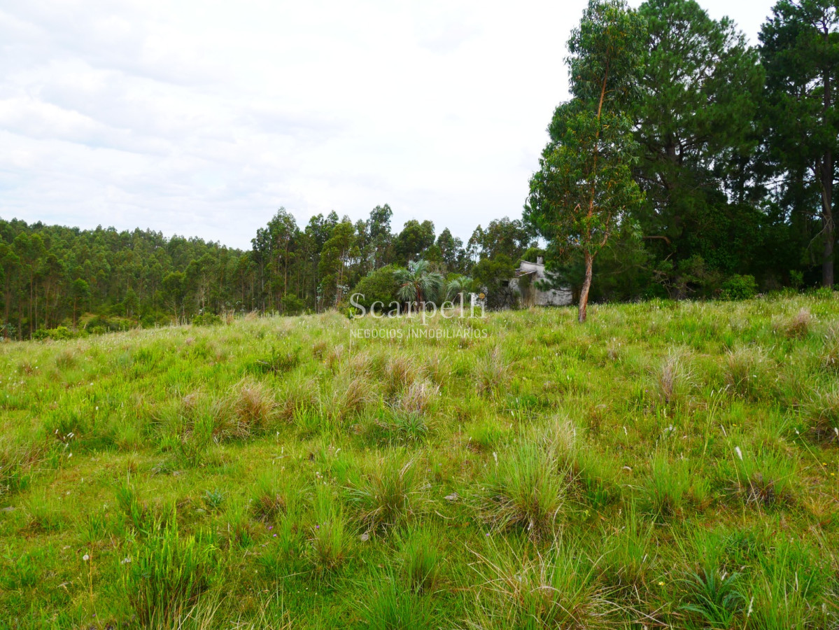 Campo Ref.40710 - VENTA CAMPO ROCHA PROXIMO LAGUNA DE CASTILLOS ENTRE 19 DE ABRIL Y CIUDAD DE CASTILLOS