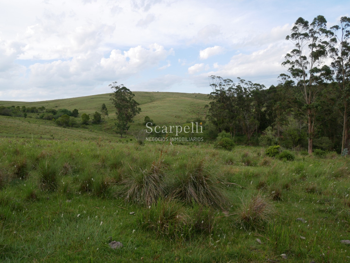 Campo Ref.40710 - VENTA CAMPO ROCHA PROXIMO LAGUNA DE CASTILLOS ENTRE 19 DE ABRIL Y CIUDAD DE CASTILLOS
