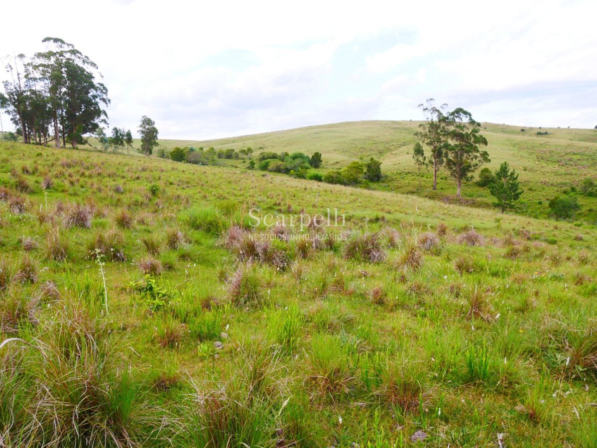 Campo Ref.40710 - VENTA CAMPO ROCHA PROXIMO LAGUNA DE CASTILLOS ENTRE 19 DE ABRIL Y CIUDAD DE CASTILLOS