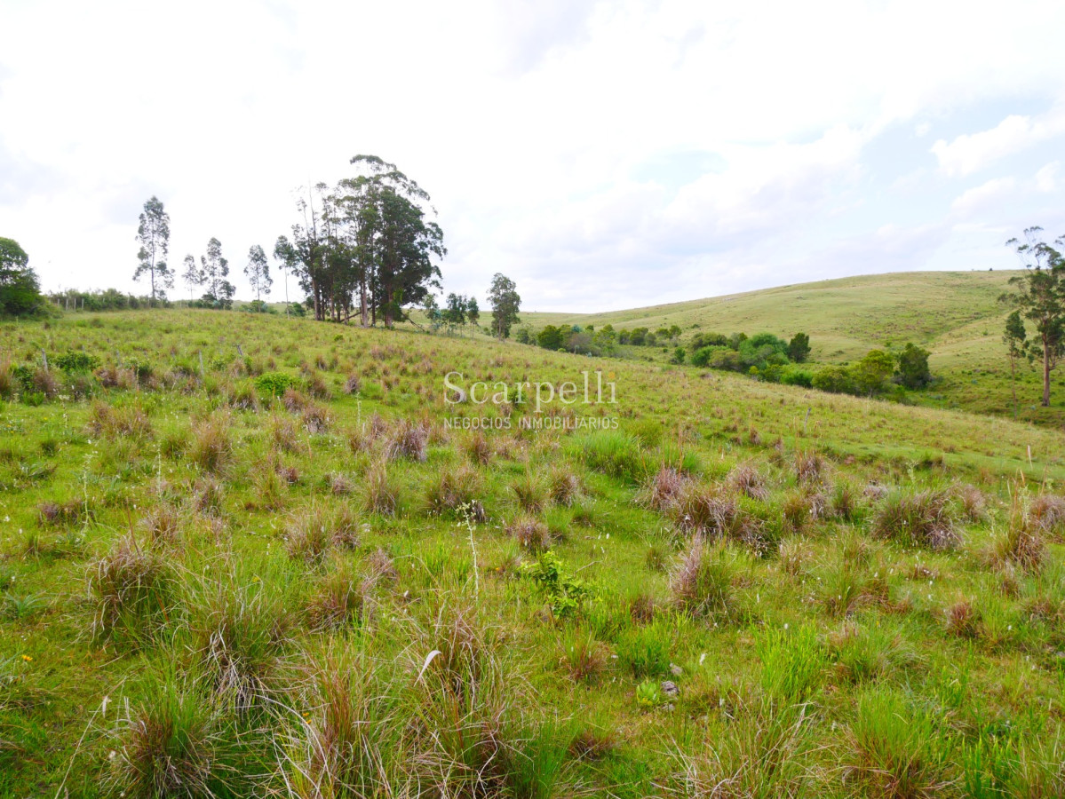 Campo Ref.40710 - VENTA CAMPO ROCHA PROXIMO LAGUNA DE CASTILLOS ENTRE 19 DE ABRIL Y CIUDAD DE CASTILLOS