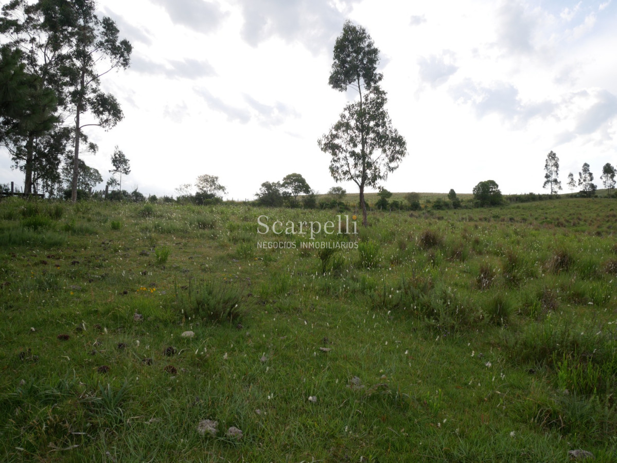 Campo Ref.40710 - VENTA CAMPO ROCHA PROXIMO LAGUNA DE CASTILLOS ENTRE 19 DE ABRIL Y CIUDAD DE CASTILLOS