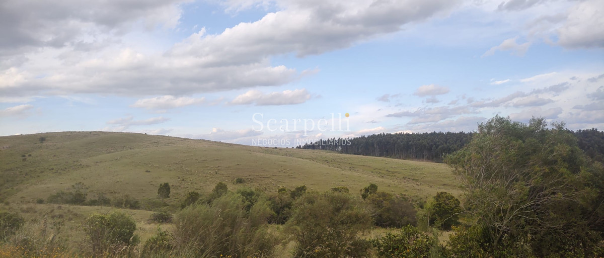 Campo Ref.40710 - VENTA CAMPO ROCHA PROXIMO LAGUNA DE CASTILLOS ENTRE 19 DE ABRIL Y CIUDAD DE CASTILLOS