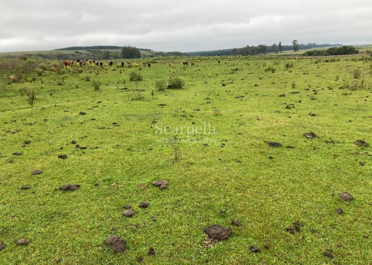 Campo Ref.41721 - VENTA CAMPO TACUAREMBÓ PRÓXIMO PASO DEL CERRO  213 HÁS CON COSTA ARROYO CARPINTERÍA E IMPORTANTE MONTE INDÍGENA.-