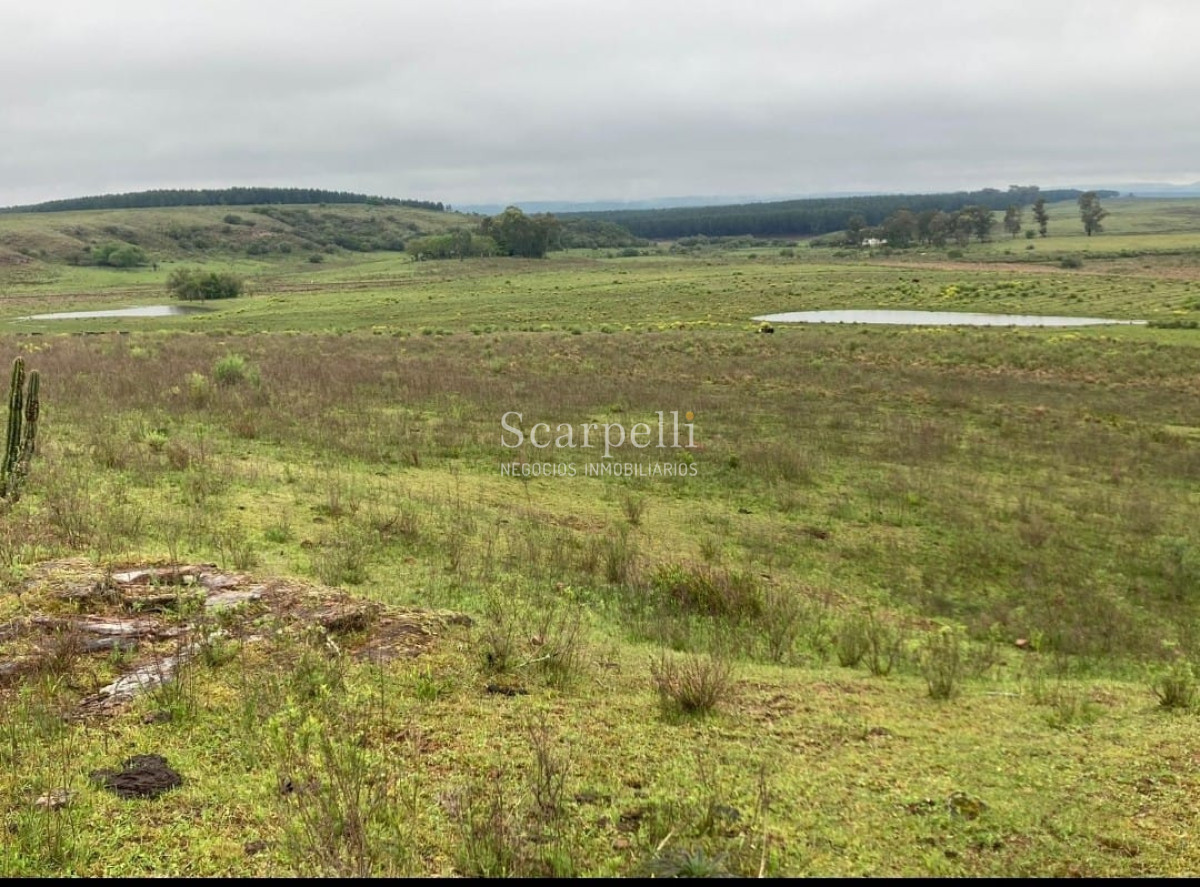 Campo Ref.41721 - VENTA CAMPO TACUAREMBÓ PRÓXIMO PASO DEL CERRO  213 HÁS CON COSTA ARROYO CARPINTERÍA E IMPORTANTE MONTE INDÍGENA.-