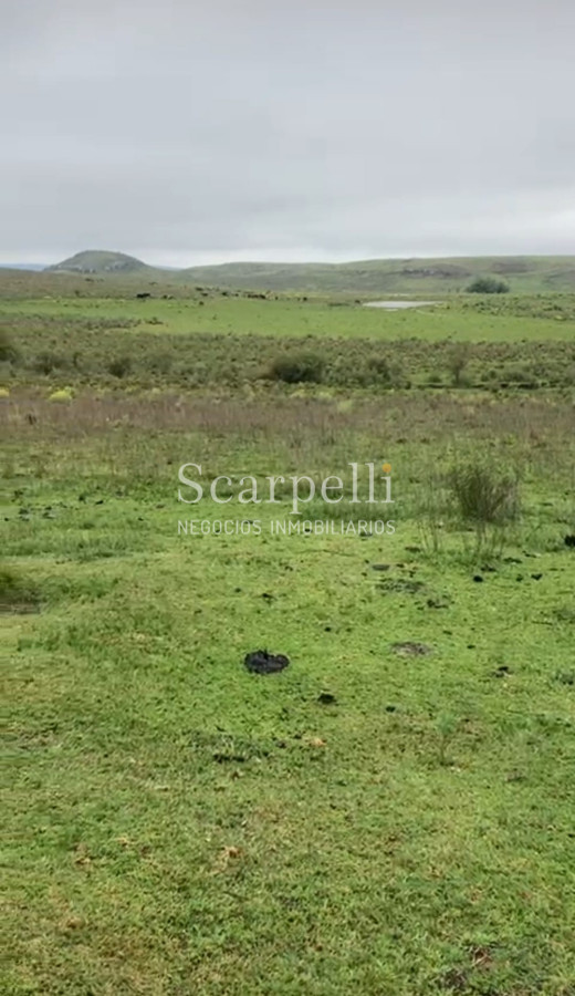 Campo Ref.41721 - VENTA CAMPO TACUAREMBÓ PRÓXIMO PASO DEL CERRO  213 HÁS CON COSTA ARROYO CARPINTERÍA E IMPORTANTE MONTE INDÍGENA.-