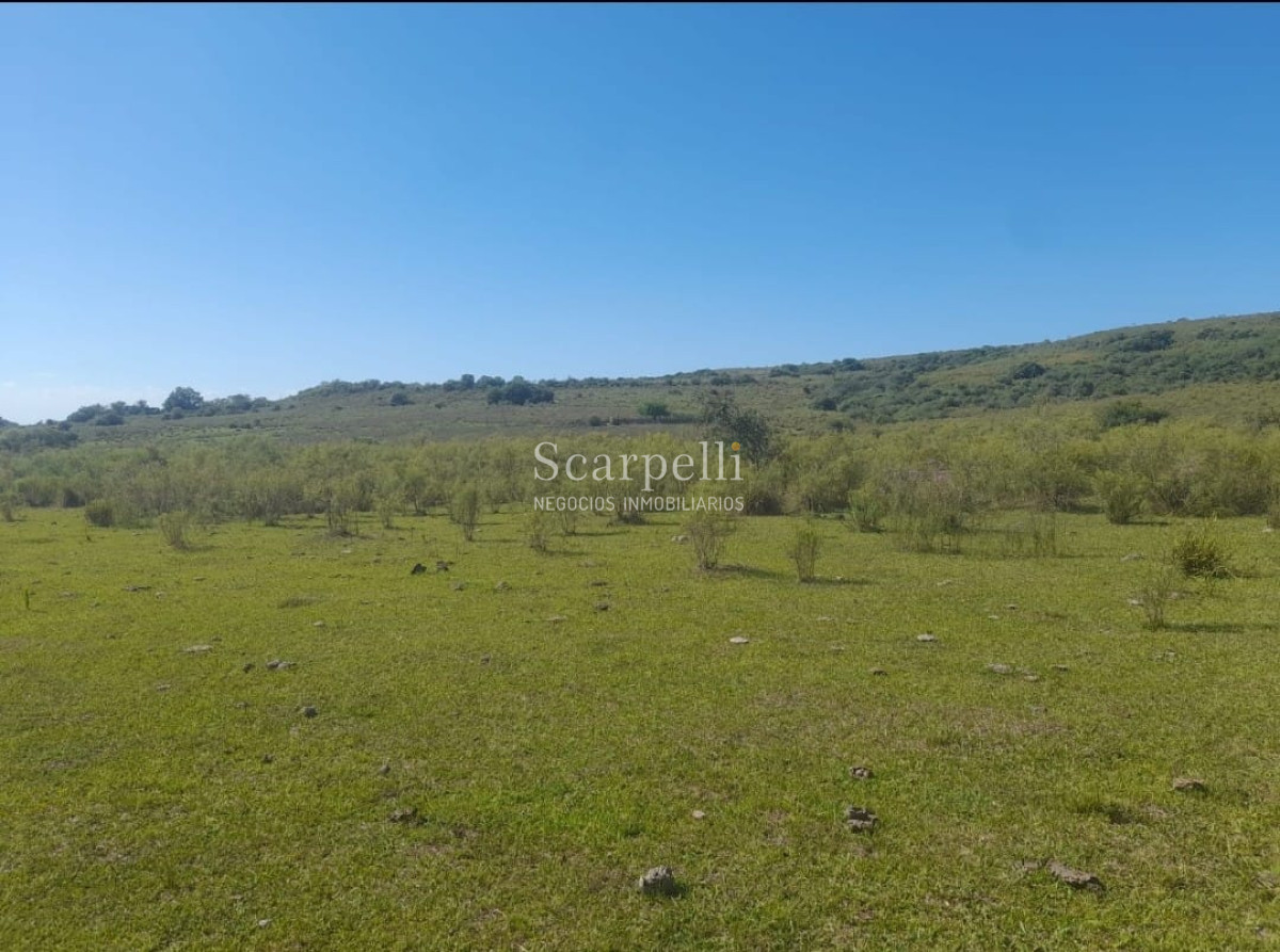 Campo Ref.41721 - VENTA CAMPO TACUAREMBÓ PRÓXIMO PASO DEL CERRO  213 HÁS CON COSTA ARROYO CARPINTERÍA E IMPORTANTE MONTE INDÍGENA.-