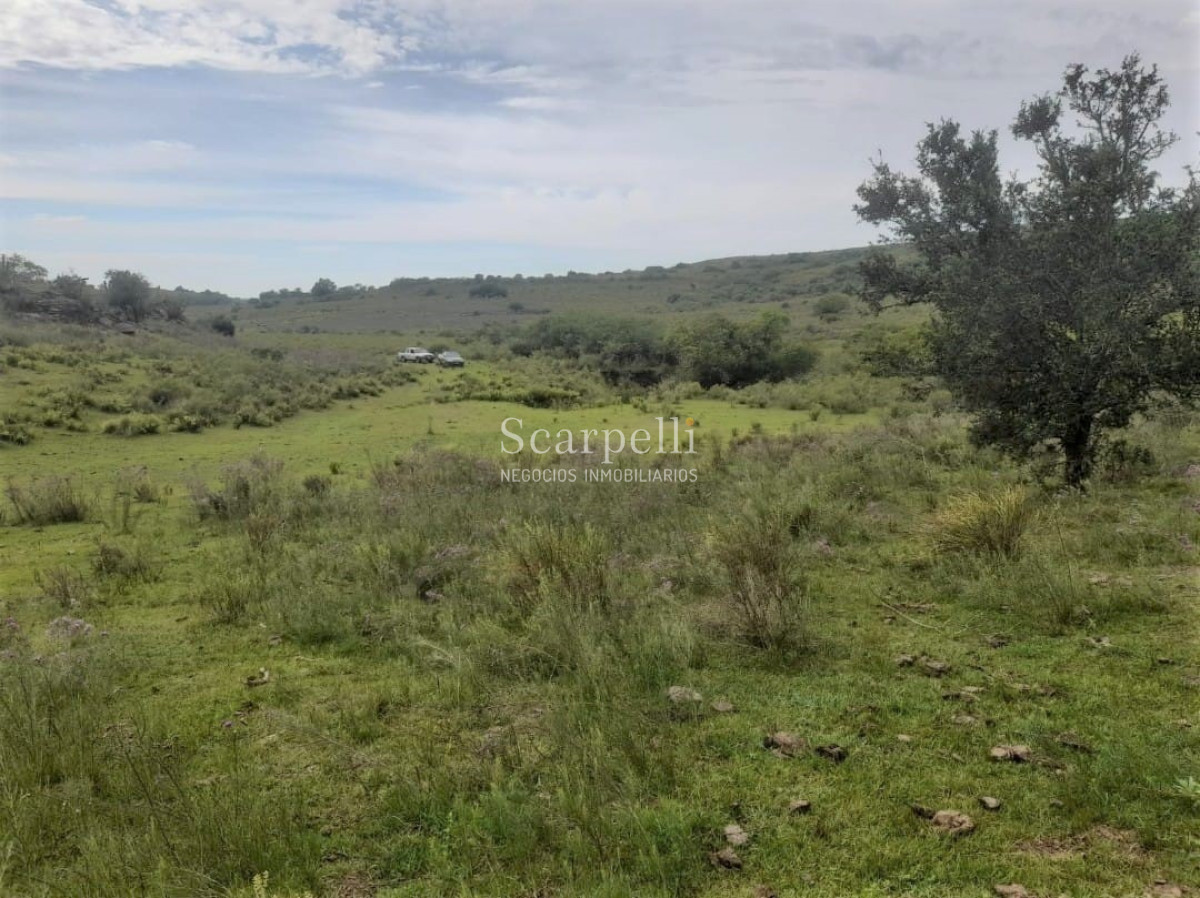 Campo Ref.41721 - VENTA CAMPO TACUAREMBÓ PRÓXIMO PASO DEL CERRO  213 HÁS CON COSTA ARROYO CARPINTERÍA E IMPORTANTE MONTE INDÍGENA.-