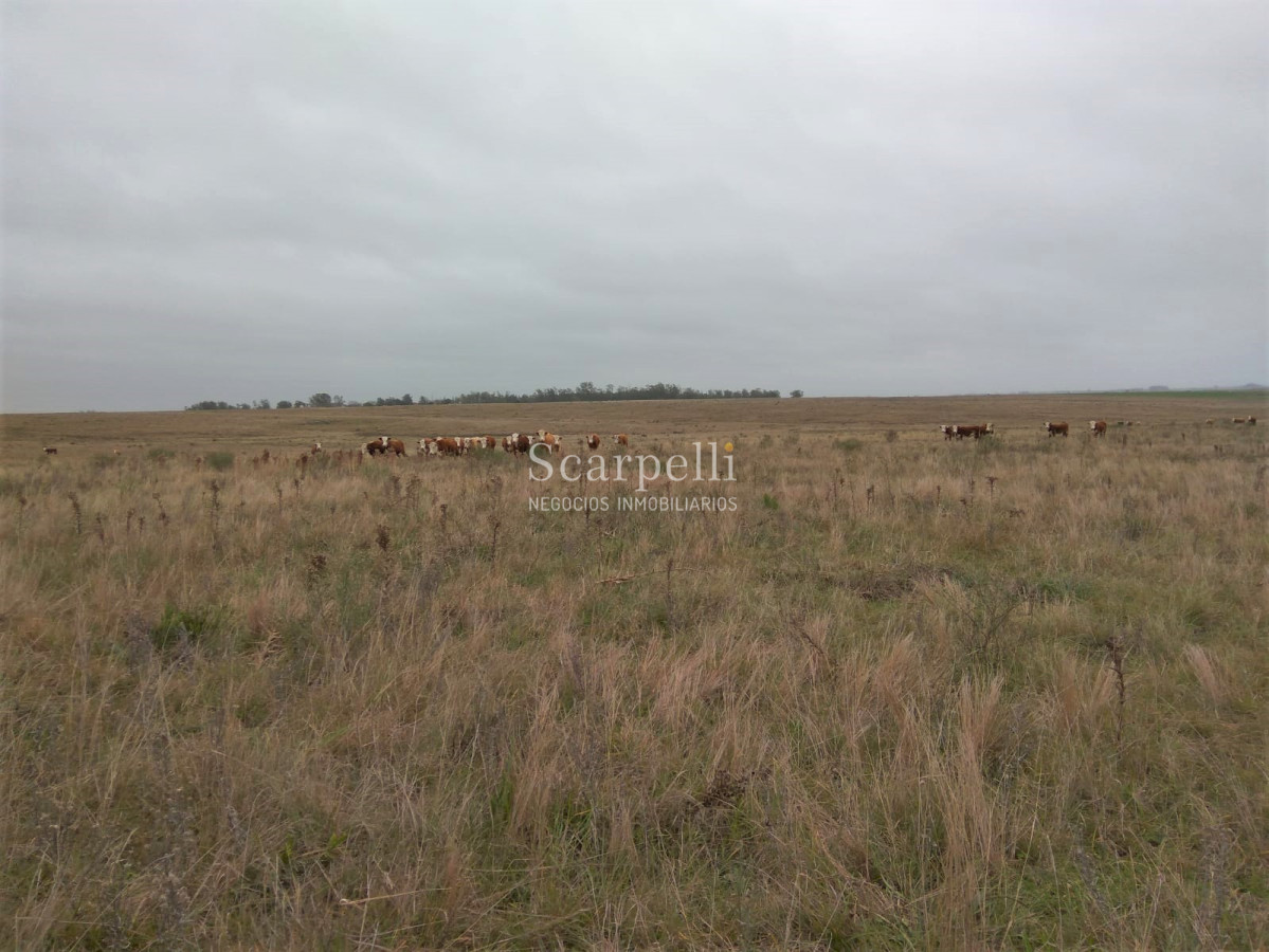 Campo Ref.42955 - Estupendo Campo Agrícola Ganadero proximo a Ruta 5 y Ciudad de Durazno
